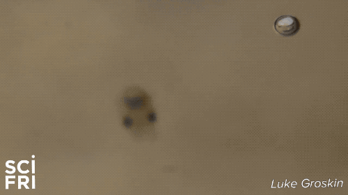 tiny bobtail squid floating closer to camera