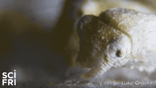 close up shot of white dwarf cuttle fish face