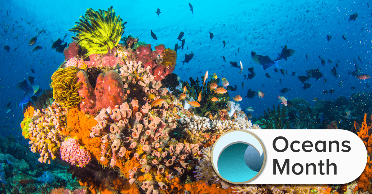 colorful coral reef in the ocean