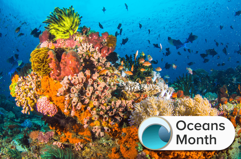 colorful coral reef in the ocean