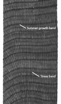 an x-ray of coral that has roughly 10 horizontal lines, or bands. between each band are many vertical lines. there are two arrows attached to the following text, "summer growth band" and "stress band"