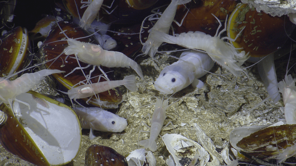 a diverse array of animals on the bottom of the ocean floor