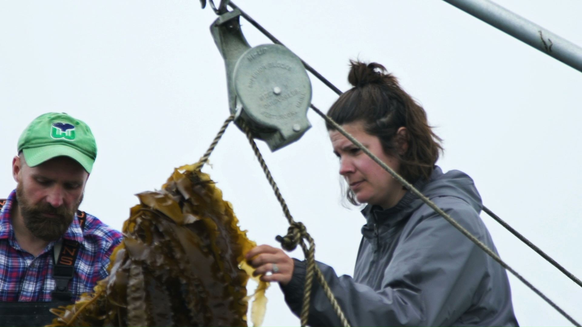 Inspecting kelp