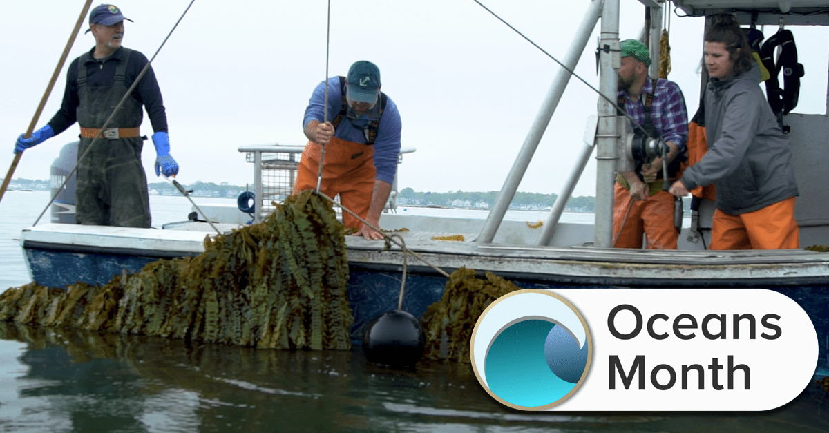 four kelp farmers on a boat pulling up sugar kelp