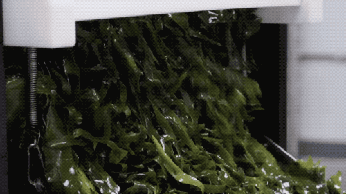 a machine making a bunch of kelp noodles