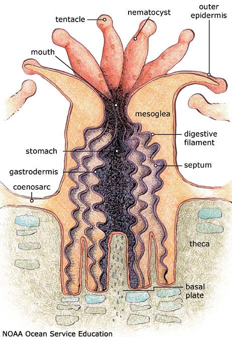 a cross section of coral, identifying different parts of it by name