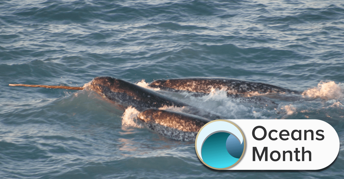 three narwhals swimming together breaking the surface of the water