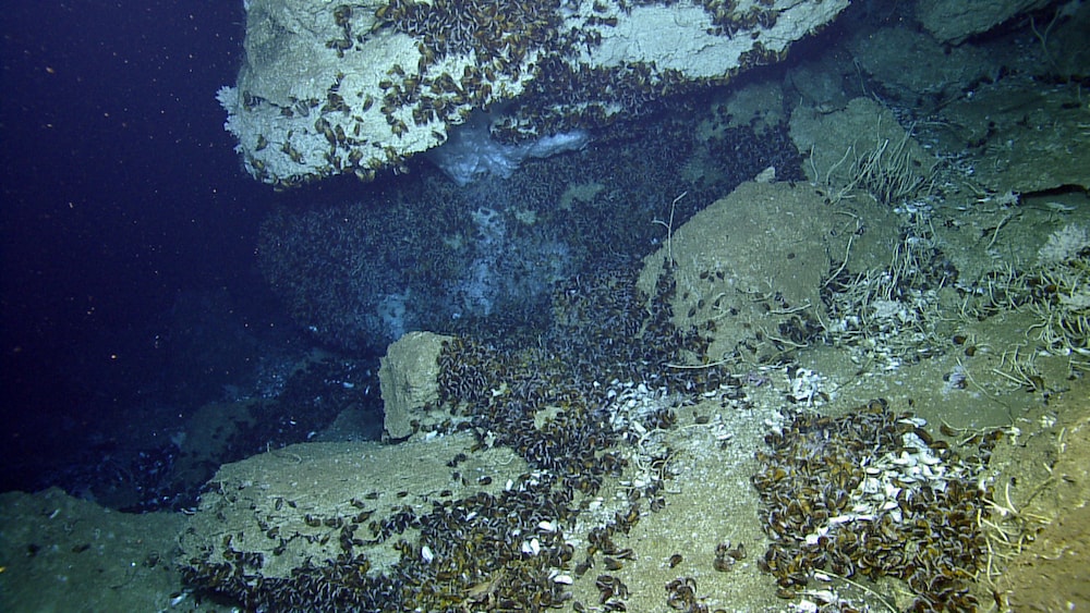 a deep sea seep
