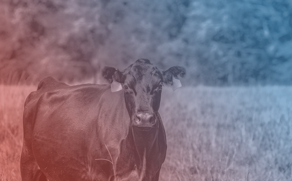 Black Angus brood cow from the chest up to the left with blank area to the right