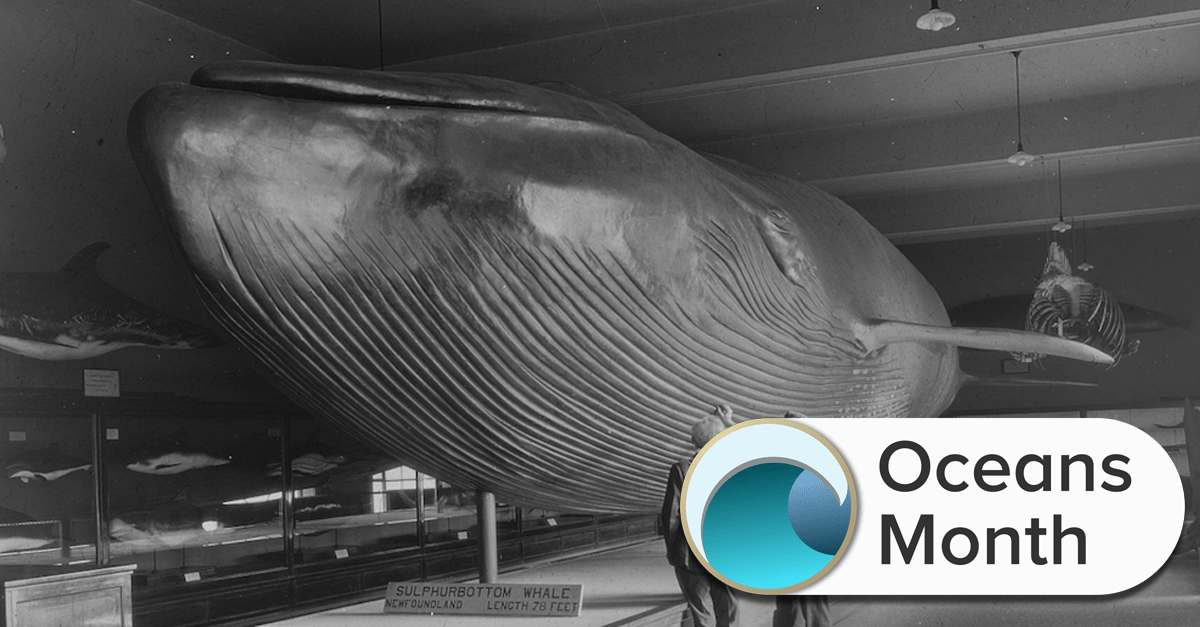 black and white photograph of a model of a whale with two men observing it