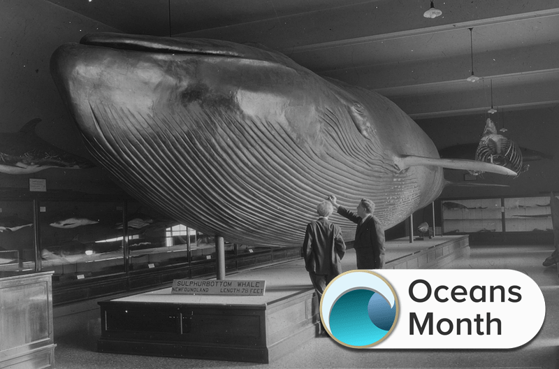 black and white photograph of a model of a whale with two men observing it