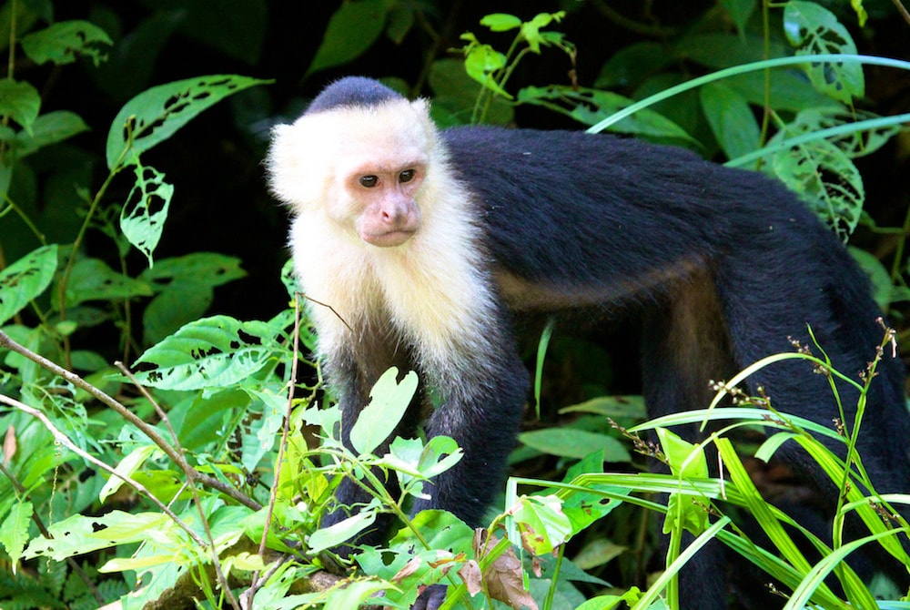 a monkey among leaves