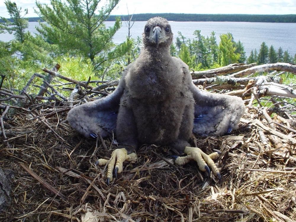 a young eagle with fluffy grey feathers sits in a nest in a forest overlooking a lake