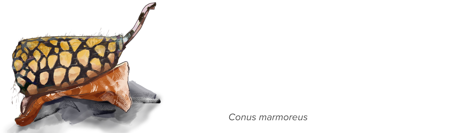 illustration of cone snail with text "conus marmoreus"