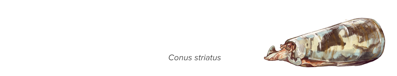 illustration of cone snail with text "conus striatus"