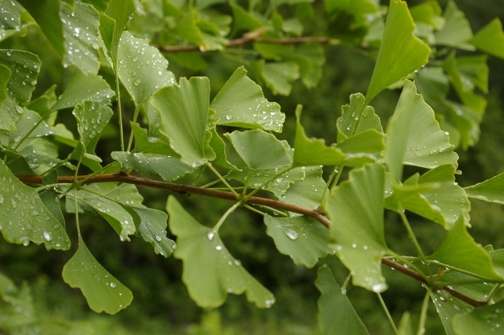 a branch of green leaves in the shape of a half circle