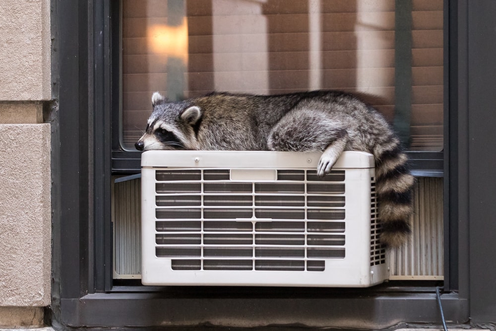 raccoon sleeping on air conditioner outside