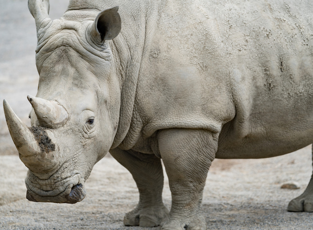 white rhino looking at camera