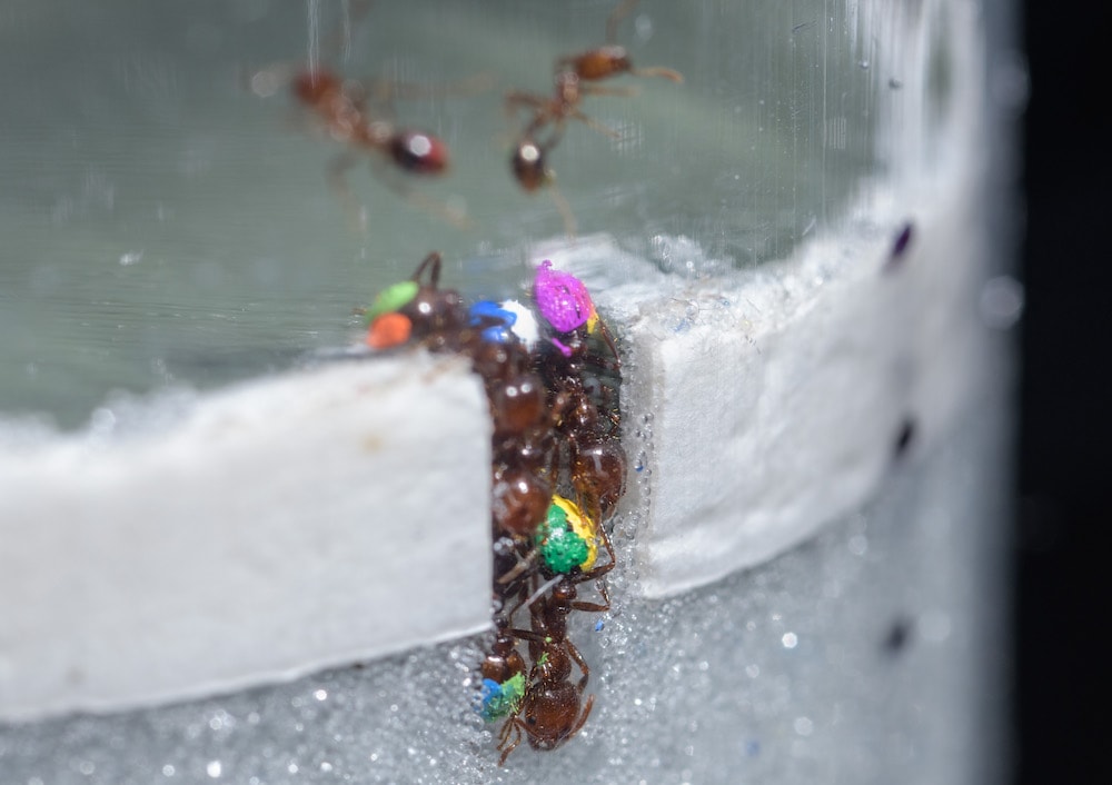 a cross section of a few ants with different-colored abdomens digging a hole together