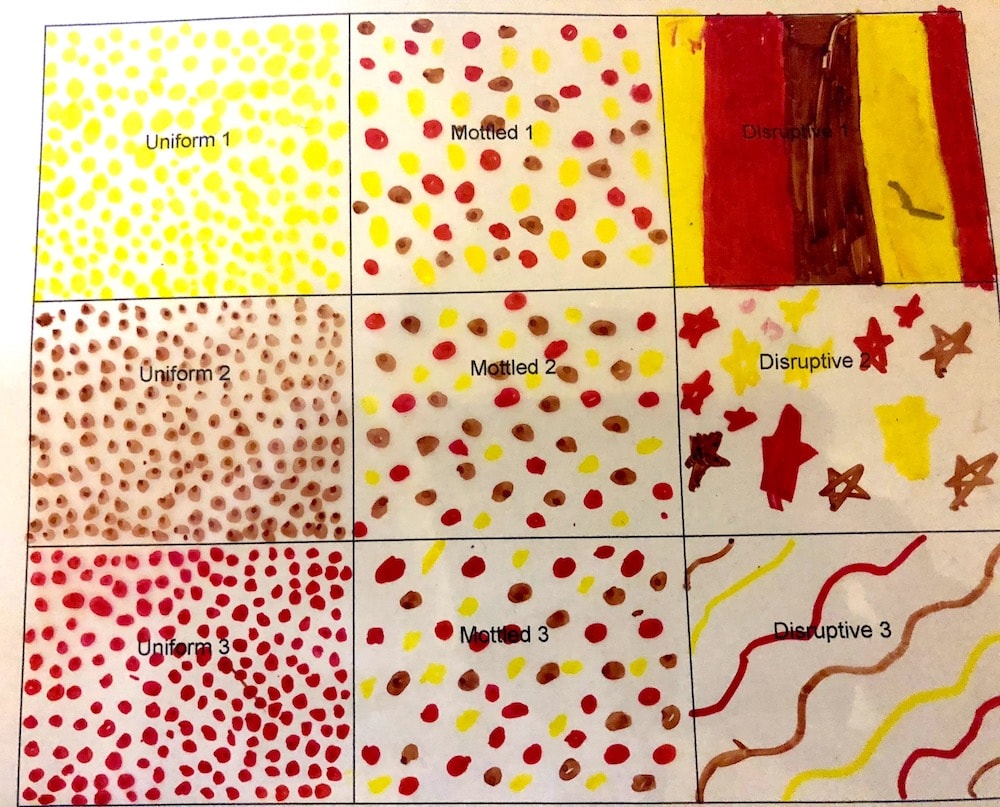 a sheet with nine different boxes all colored in with different cephalopod skin patterns