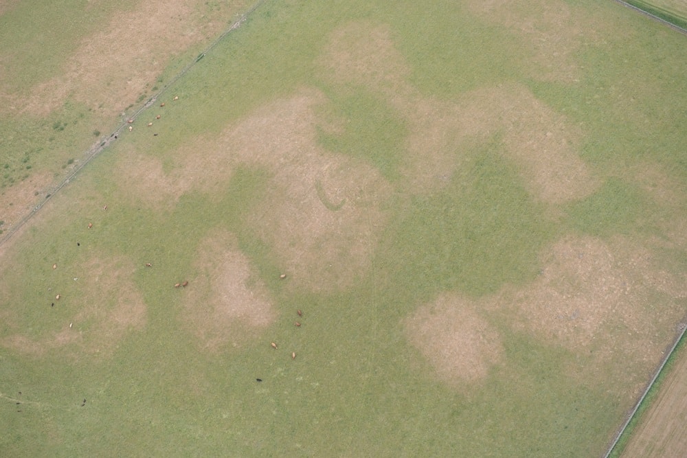 A green field with patches of light brown photographed from above