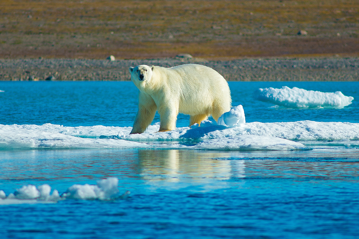 a polar bear on a melting ice flow in the arctic