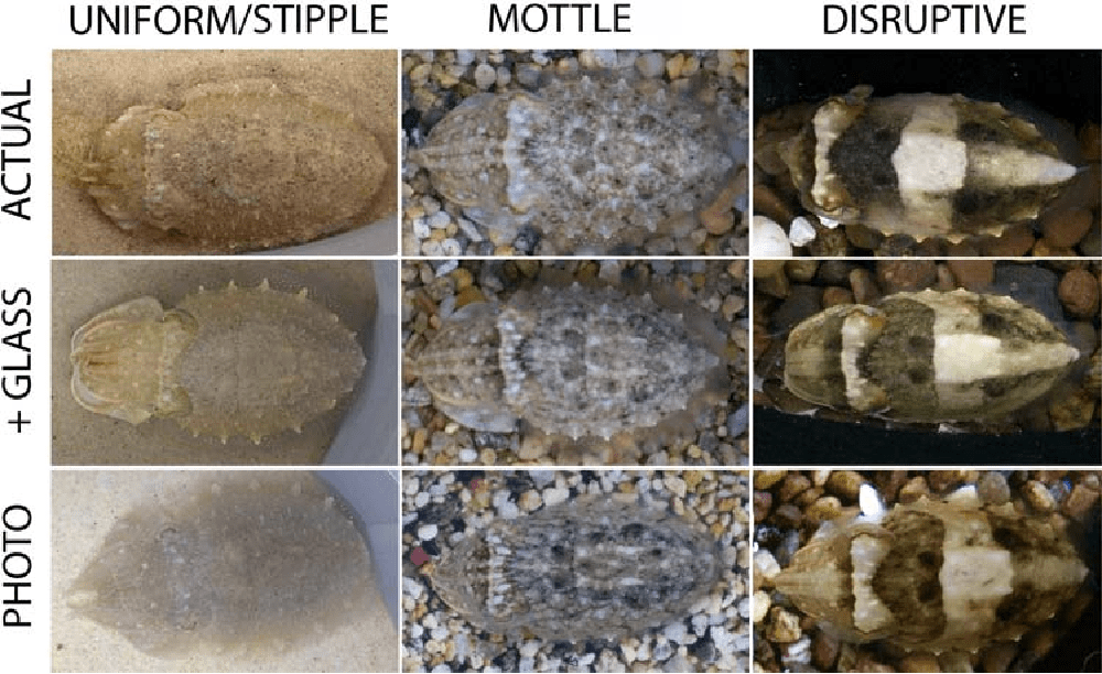 nine different images of cuttlefish showing uniform/stipple, mottle, and disruptive camouflage