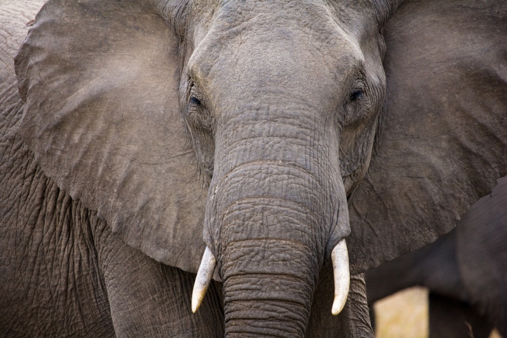 a close up view of an elephant