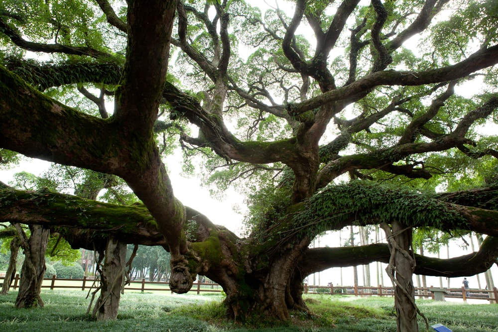 a large tree with sprawling braches