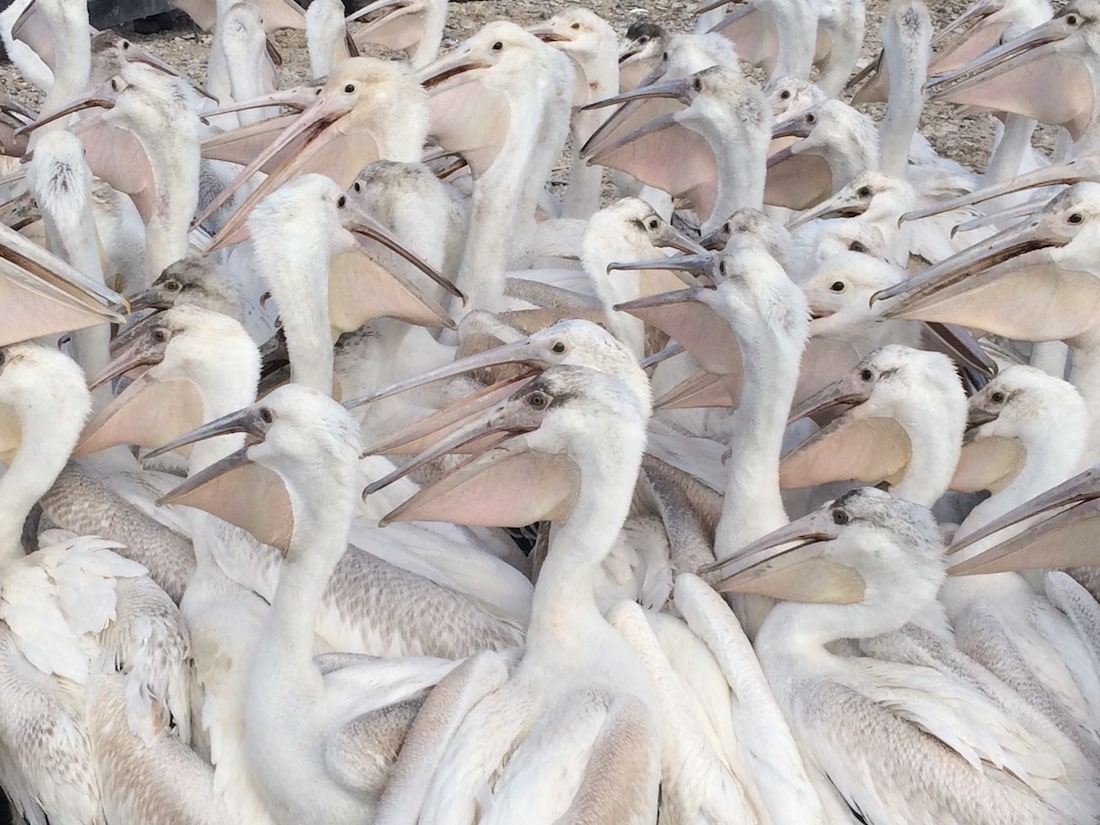 dozens of pelicans filling the frame of the photo