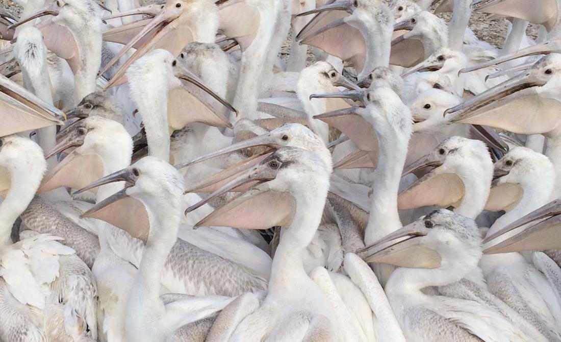 dozens of pelicans filling the frame of the photo