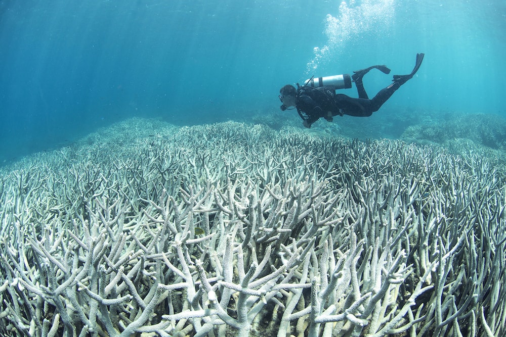 diver swimming above an expanse of bleached white coral