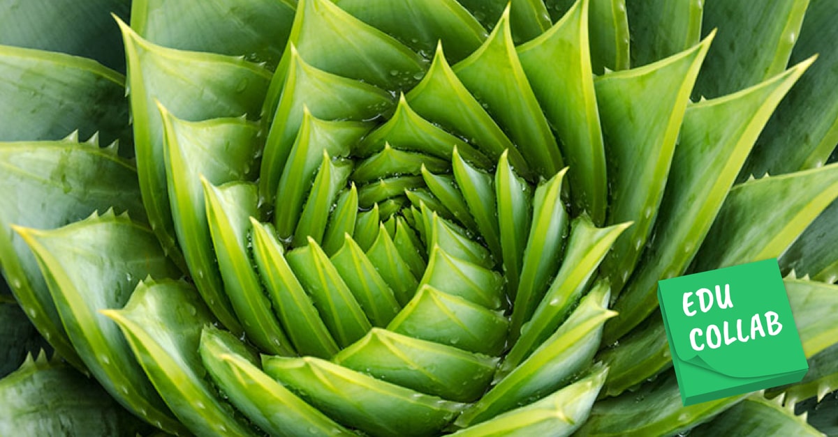 Using the fibonacci sequence to look at evolution 