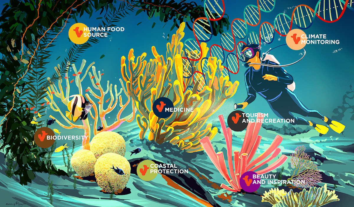 illustration of underwater scene with diver and various types of coral, with text that says 'human food source, biodiversity, coastal protection, medicine, tourism and recreation, beauty and inspiration, climate monitoring' with strands of dna flowing out of one tree of coral