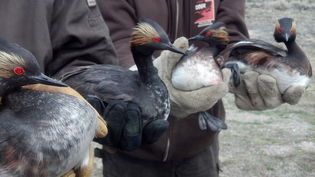 four black and white birds with red patches around the eyes being held by humans