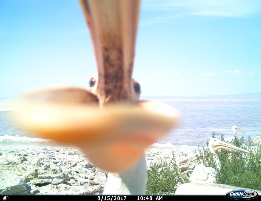 a pelican attempts to enclose its beak around a camera lense