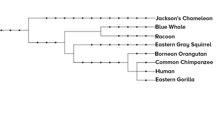 Phylogenetic tree