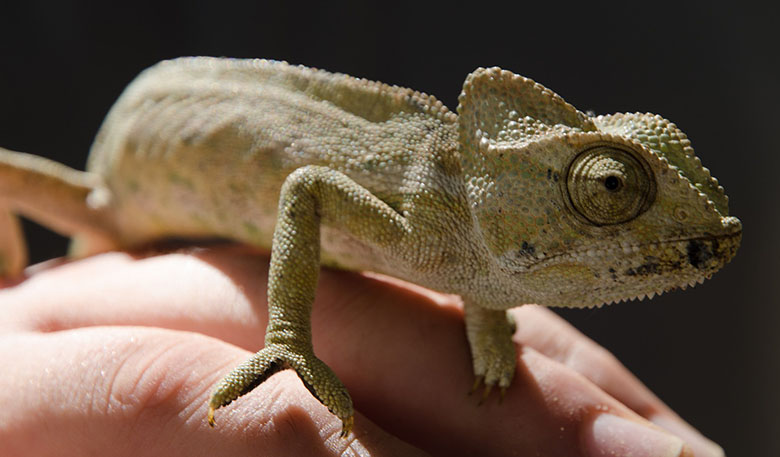 Chameleon walking across a human hand