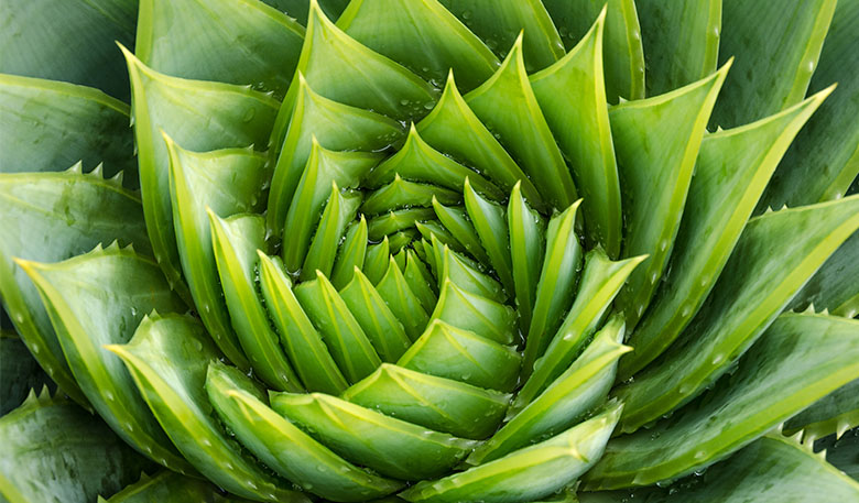 Bird's eye view of a green spiral aloe plant