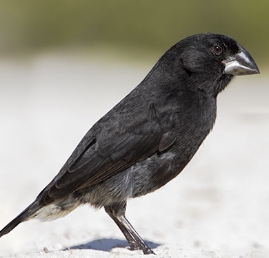 a medium ground finch, a black bird on perched on the ground