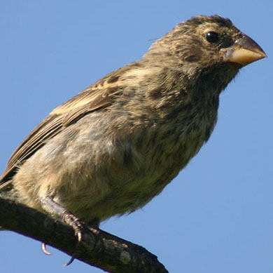 a small brown mottled bird perched on a branch