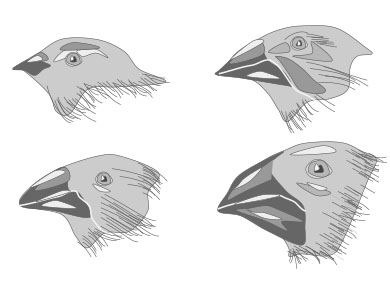 four black and white illustrations of the beaks of different species of galapagos finches