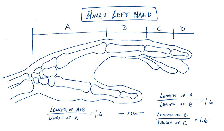 A side view drawing of a human left hand measured into segments A, B, C, and D demonstrating that the bones in the human hand closely resemble the Fibonacci Sequence