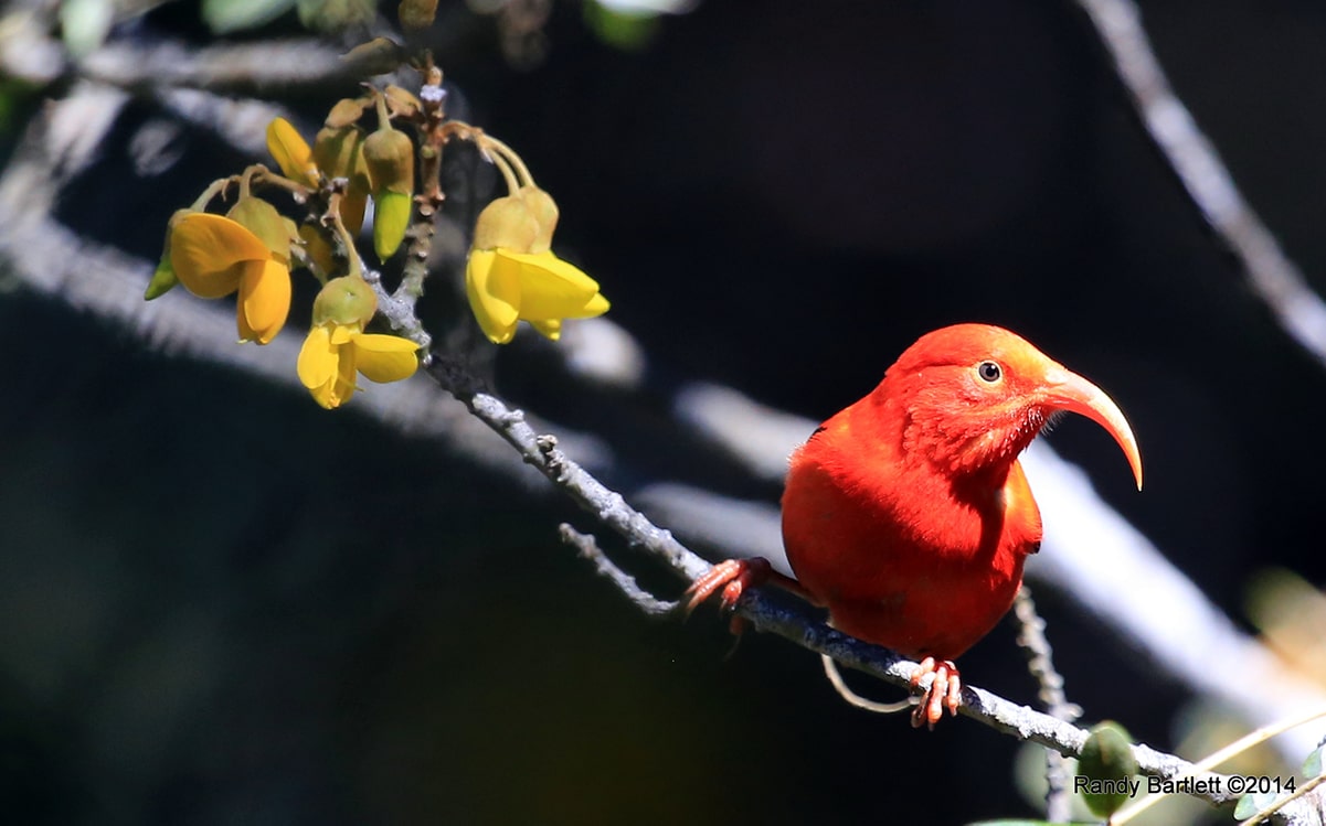 a red bird on a branch