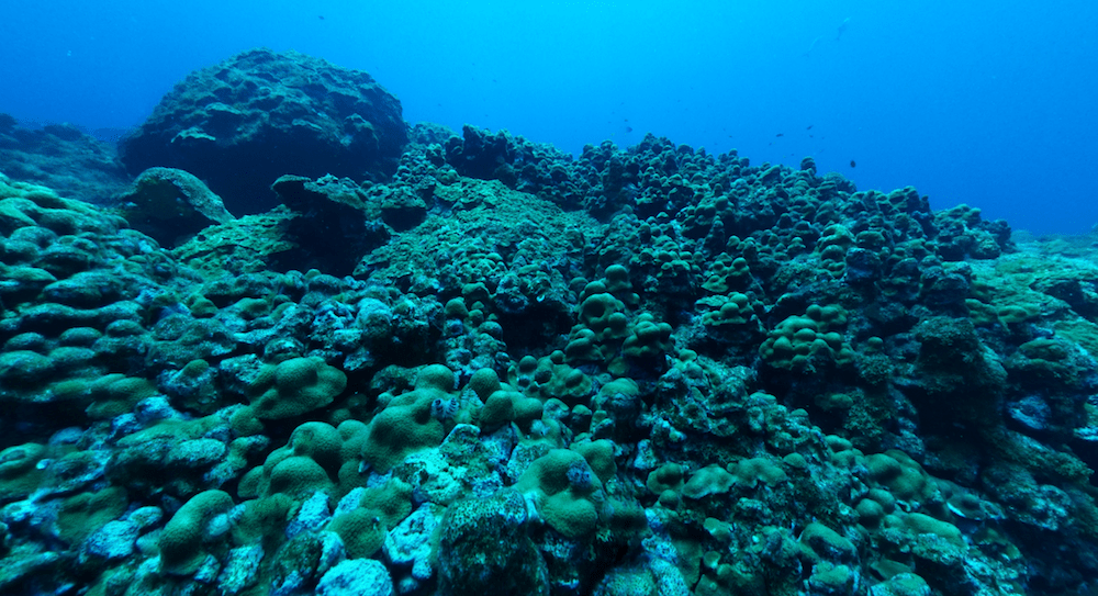 a field of corals with varying colors