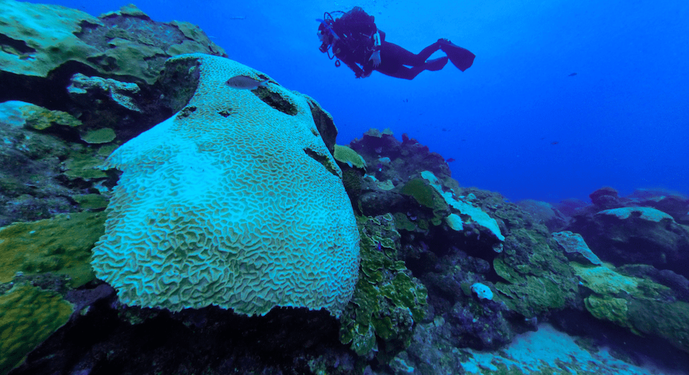 a field of coral, with lots of bone white corals