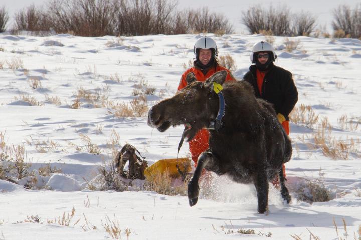 two researchers standing next to a struggling moose in the snow