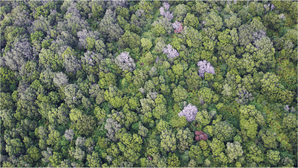 In Hawaii, A Tiny Fungus With A Big Impact