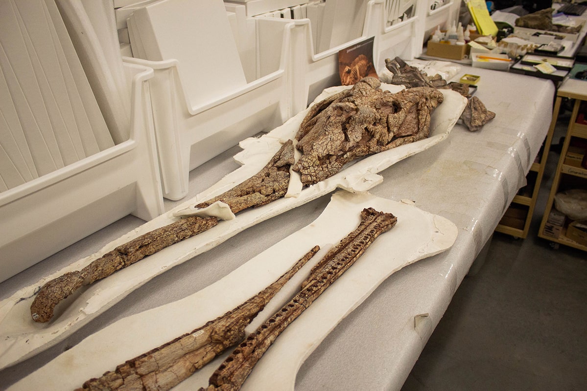 A phytosaur fossil in the lab