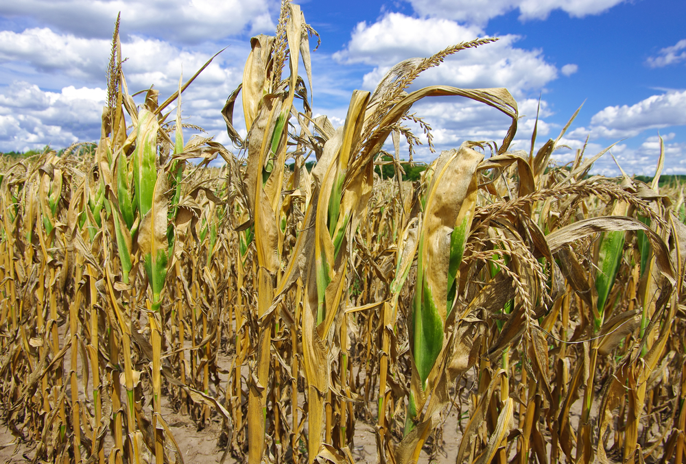 a brown cornfield with drooping stalks